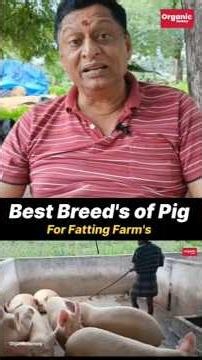 🥰Pig Varieties❤️✨