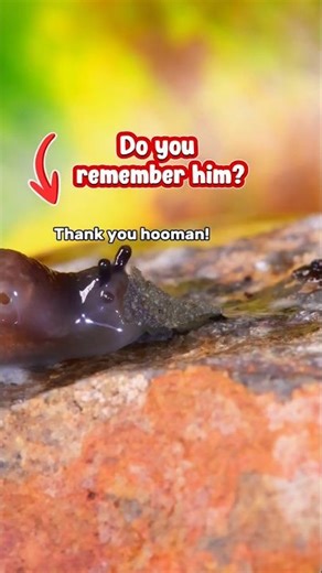 What happened after the little slug got a flake stuck to his face?