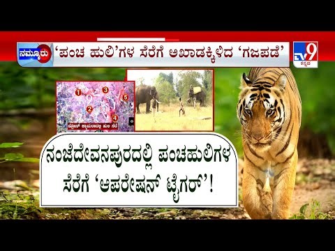 Combing Operation For A Tiger At Chamarajanagar: ವ್ಯಾಘ್ರ ಪಡೆಗಾಗಿ ಮುಂದುವರಿದ ತಲಾಶ್ 5 ಆನೆಗಳಿಂದ ಆಪರೇಷನ್