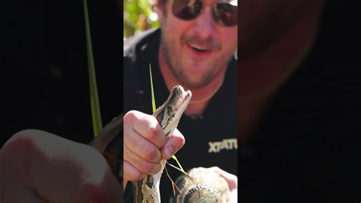 How to catch invasive pythons in the wild: Techniques from expert hunters