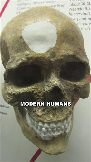 You Might Be About Two Percent Neanderthal