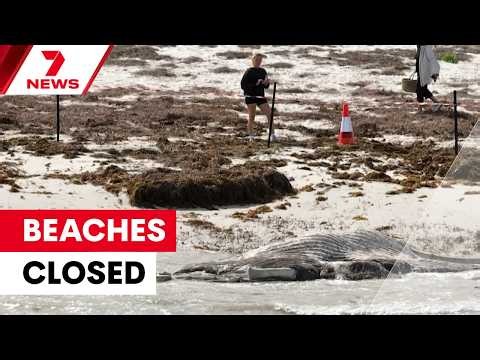 Popular Perth beach closed after another whale carcass washed up on shore | 7NEWS