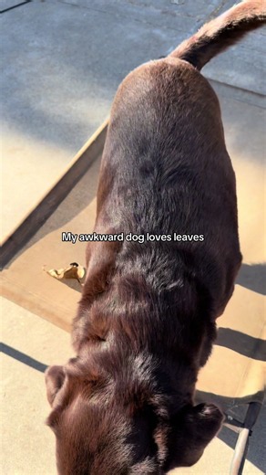 Put a paw in the air if you’re a little awk #awkwarddog #nathanfielder #dog #trendingaudio #weirddog