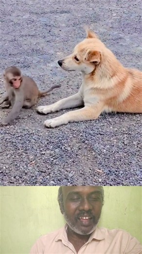 tsai mari vantha kuragu #DogAndMonkey #AnimalFriendship #CuteAnimals #Heartwarming #AnimalLovers