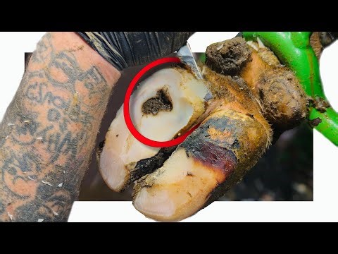 there's a MESS at the bottom of that HOLE in her hoof