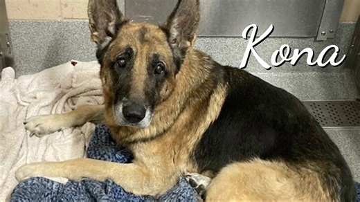 Senior Medical Dog Needs Rescue Now - Kona. He is also available for public adoption. Kona entered the shelter as a stray on 1/8 after being found roaming a shopping center parking lot. He is a staff favorite with positive temperament notes from multiple different departments! Kona is easy to leash, walks well on leash, is treat motivated, and will follow you around and poke your treat pouch with his nose. He knows how to sit and catch treats mid-air! Kona is friendly, not destructive, seems pot