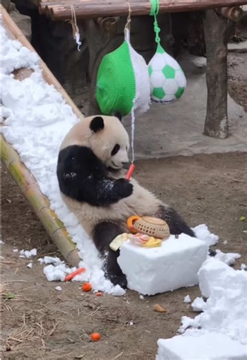It gave the panda a big scare 🤣 #panda #pandas #pandasoftiktok #cute #fun