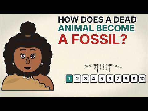 How Does a Dead Animal Become a Fossil? Every Step (National Fossil Day)