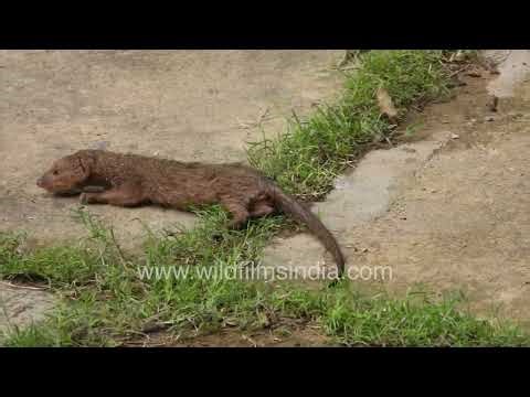 Newborn Indian Grey Mongoose rescue in New Delhi, after it was released from a rat trap