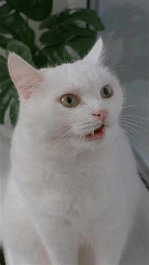 Аляска закрыла на балконе Ирину😦 …упс! #котики