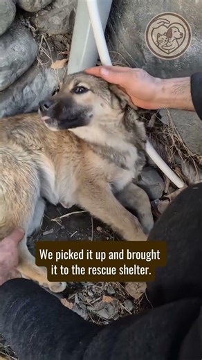 This puppy was hit by a car and broke its hip#shorts #dogrescue