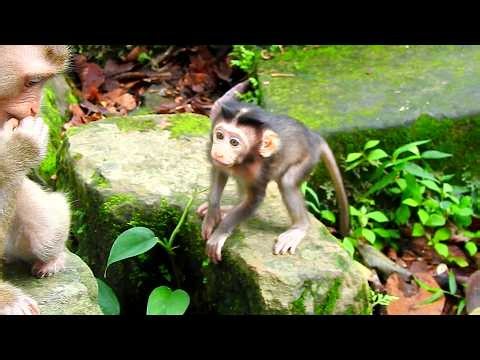 Tiny Baby Monkeys Exploring For The First Time!