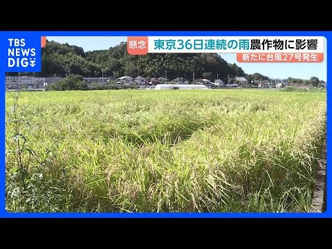 新たに台風27号が発生　関東日差し戻るも、東京都心では“36日連続の雨”に　コメなどの農作物にも影響　来週はじめに小笠原諸島に近づくおそれ｜TBS NEWS DIG