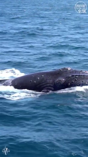 Watch [A humpback whale breaches] in stunning slow motion —nature at its most powerful. 8 seconds.🐾