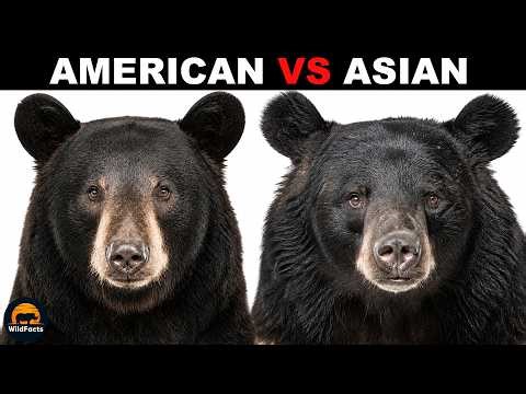 What is the Difference Between the American Black Bears and the Asian Black Bears?