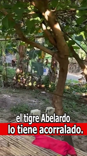 ¡OFENSIVA TOTAL CONTRA EL ELN EN TAME! | ¡ABELARDO DE LA ESPRIELLA VA POR BELTRÁN!