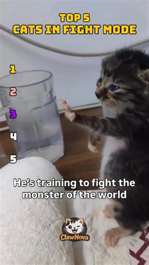 Top 5 Cats Fighting Like Solo Warriors 😹 #FunnyCats #Shorts #USA