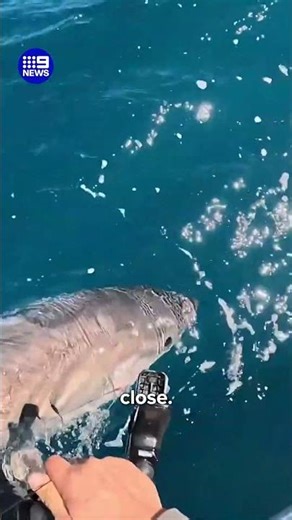 Tradie reels in surprising catch | 9 News Australia