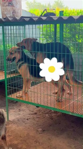 Connecting with My Horse Through Saddle Stories