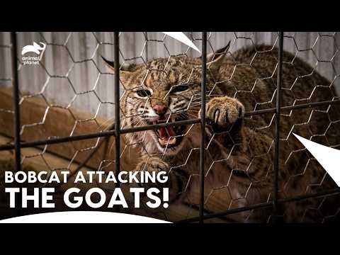 The Stinkiest Rescue In Team Turtle History | Call Of The Wildman S2 E14 | Animal Planet India