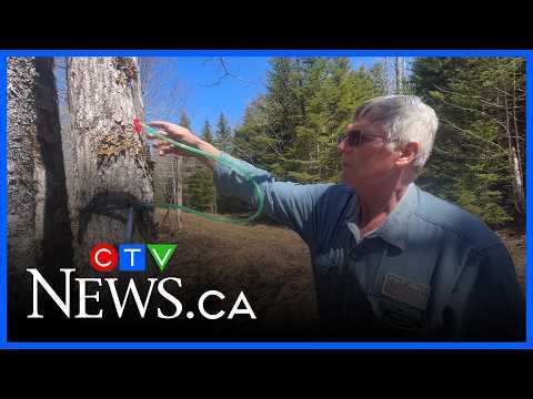 Maple syrup producer told to close in Nova Scotia