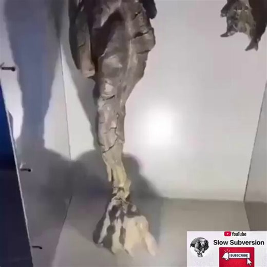 A reptilian mummy discovered at the bottom of the Black Sea is currently on display at a Russian museum.This is likely evidence that reptilian aliens flew from their home planet to Russia thousands of years ago and lived there.