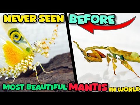 World’s Most Beautiful Praying Mantises You’ve Never Seen Before