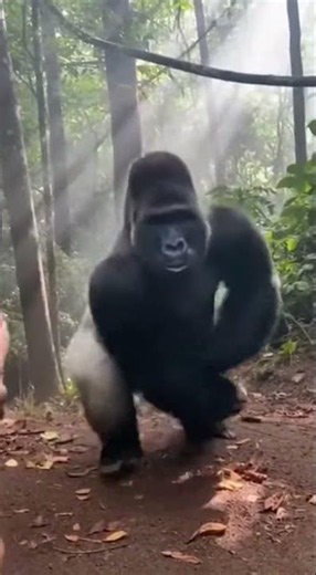 A tourist films a gorilla up close