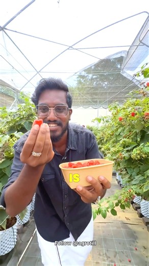 Raspberry 🍓 Farming