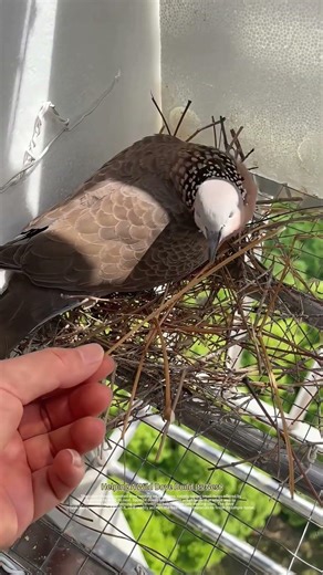 Spotted Dove Builds Balcony Nest, Trustingly Taking Twigs From A Human