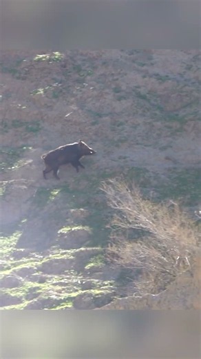 Long-range sniper shot! Hunter takes down a wild boar climbing out of the river! 🎯🐗 #Shorts