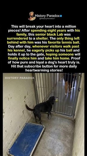 All He Had Left Was His Favorite Ball 🐕😭