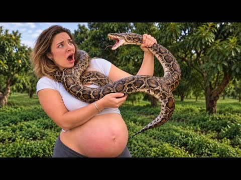 I CAUGHT A GIANT PYTHON WHILE 8 MONTHS PREGNANT!