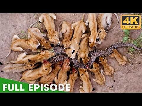 🔴 LIVE 24/7: Into the Wild | Amazing Animals & Nature Documentary