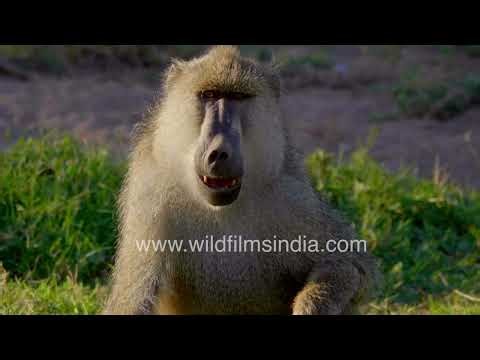 A baboon sits calmly on lush green grass in the Maasai Mara National Reserve, Africa.
