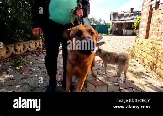 Male owner hold in hands dog to give it to volunteers in frontline city. Russian attacks endanger lives daily both human and animal in ukrainian territory. The scene shows need to protect innocent Stock Video Footage - Alamy