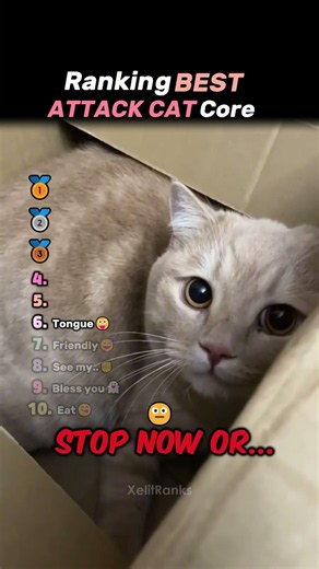 Attack Cat Core Compilation😼 #cat #shorts