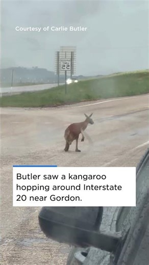 Kangaroos in Texas?Woman spots animalon Interstate 20
