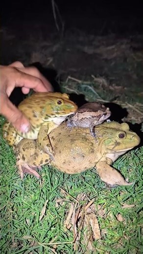 Three big frogs make you laugh | So Big So Funny of Frogs 🐸🐸🤣😂