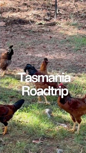 Day 1 of our Tasmania Roadtrip!! First stop 📌Derby, a gorgeous little mtb town🚵 #tasmania #travel