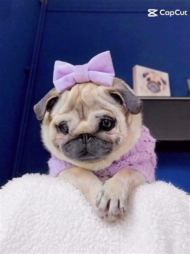 @pugloulou Sooo Beautiful Edit 🖤🖤🖤🖤🖤 #allhailkingjulien #pug #speakpug #cute #babymel