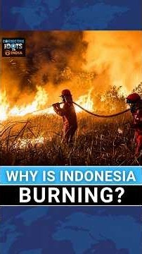 Indonesia Wildfires Explained: How Palm Oil Industry Is Fueling Crisis | Connecting The Dots