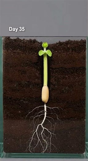 1️⃣ This Dwarf Sunflower Grew Shockingly Fast 🌻 | Time Lapse You Won’t Believe