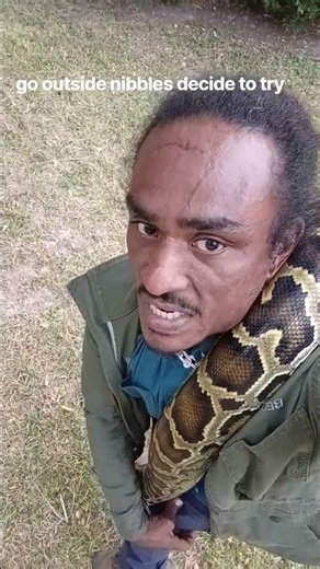 Burmese python Handling Tips for outside. #snake #burmese