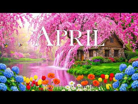 April Spring 4K 🌸 When the World Blooms in Color, Cherry Blossoms and Endless Tulip Fields