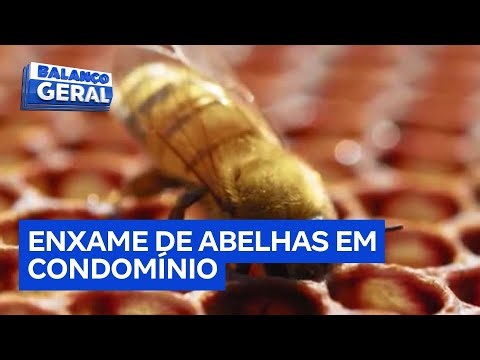 Enxame de abelhas preocupa moradores em condomínio de Guarulhos (SP)