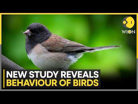 Study Reveals More About How Birds Interact With Humans | WION