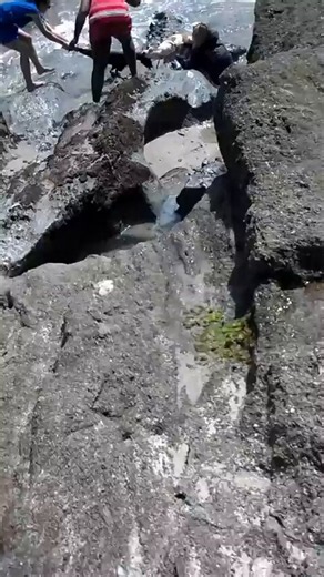🔥🚨 JUST IN — Sen. Mark Kelly’s daughter’s dog reportedly locked onto a baby sea lion, and the sea pup died.https://t.co/kiZ2x4dfFl