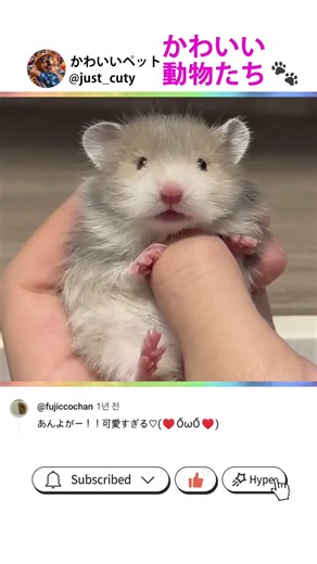 #shorts EP. 37 かわいい動物たち 🐾