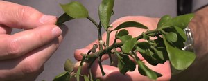 How Mistletoe Kills Trees | Growing & Mowing in Bartow County